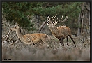 Edelhert, Red Deer, Cervus elaphus Location: the Netherlands edelhert 7D 2857 kopie